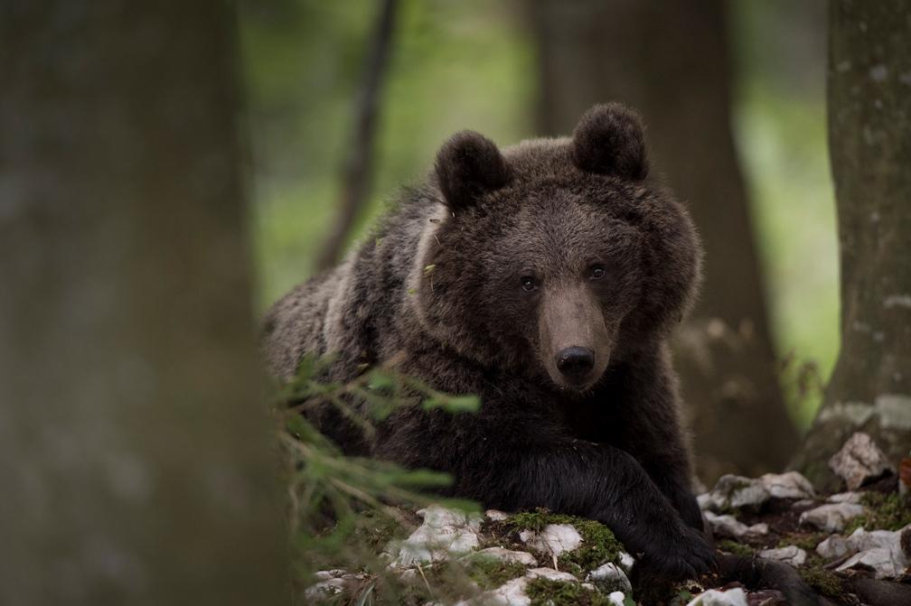 The Brown Bear Kingdom – FINALIST #11